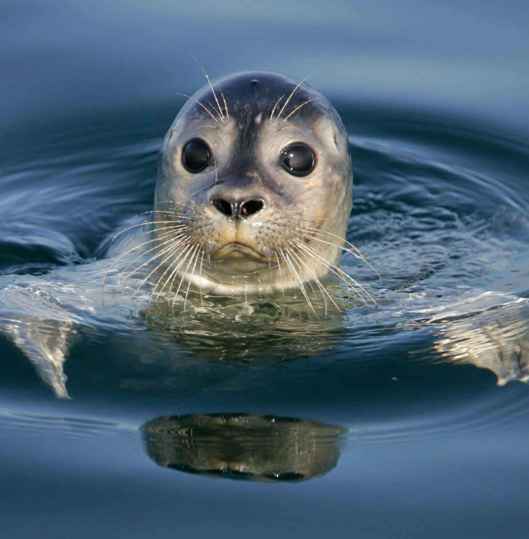 Common Seal Portrait