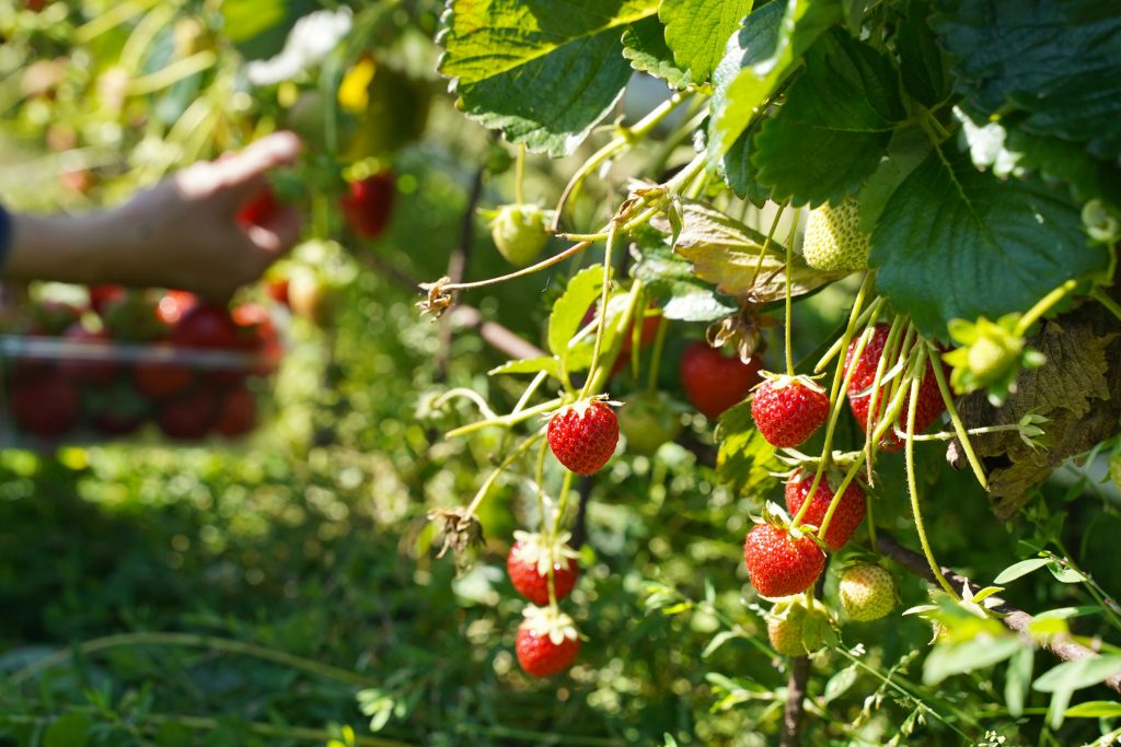 Reset discussions between the UK and EU have resulted in a massive win for pesticide regulation and our environment as the UK has committed to ‘dynamically align’ with the EU on pesticides.